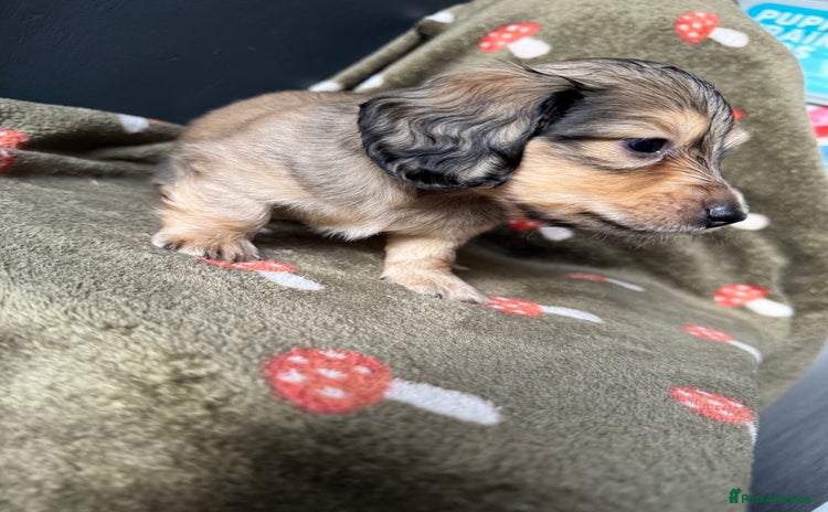 Miniature Dachshund dogs - Advert 16
