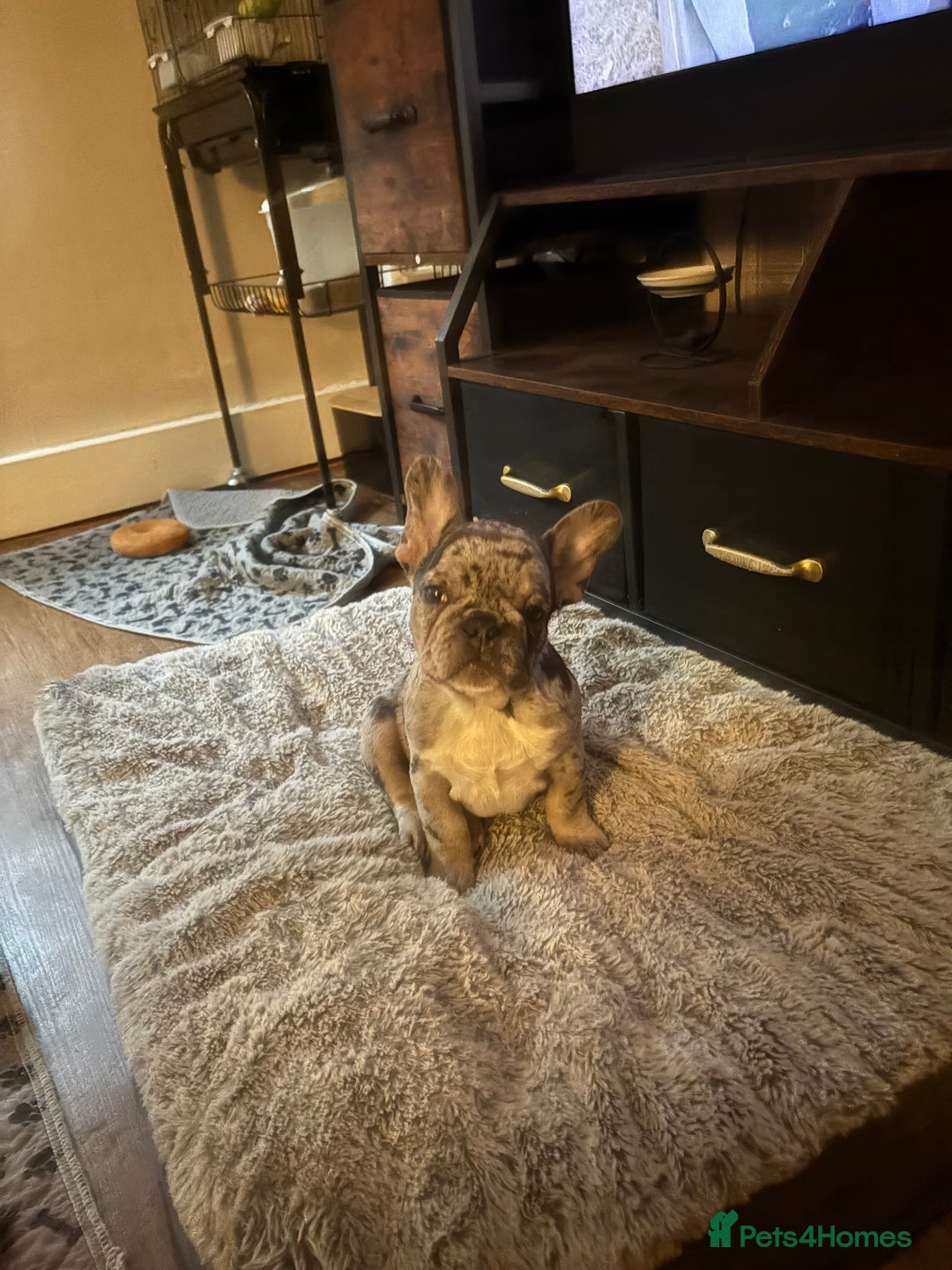 French Bulldog dogs for sale: Female Blue Merle puppy  - Advert 2