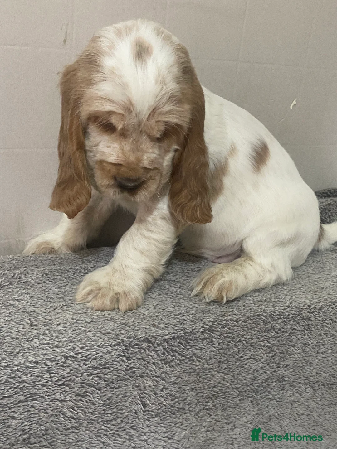 Cocker Spaniel dogs for sale: ‘Show Type’ Cocker Spaniel Puppies. KC Registered. - Advert 21