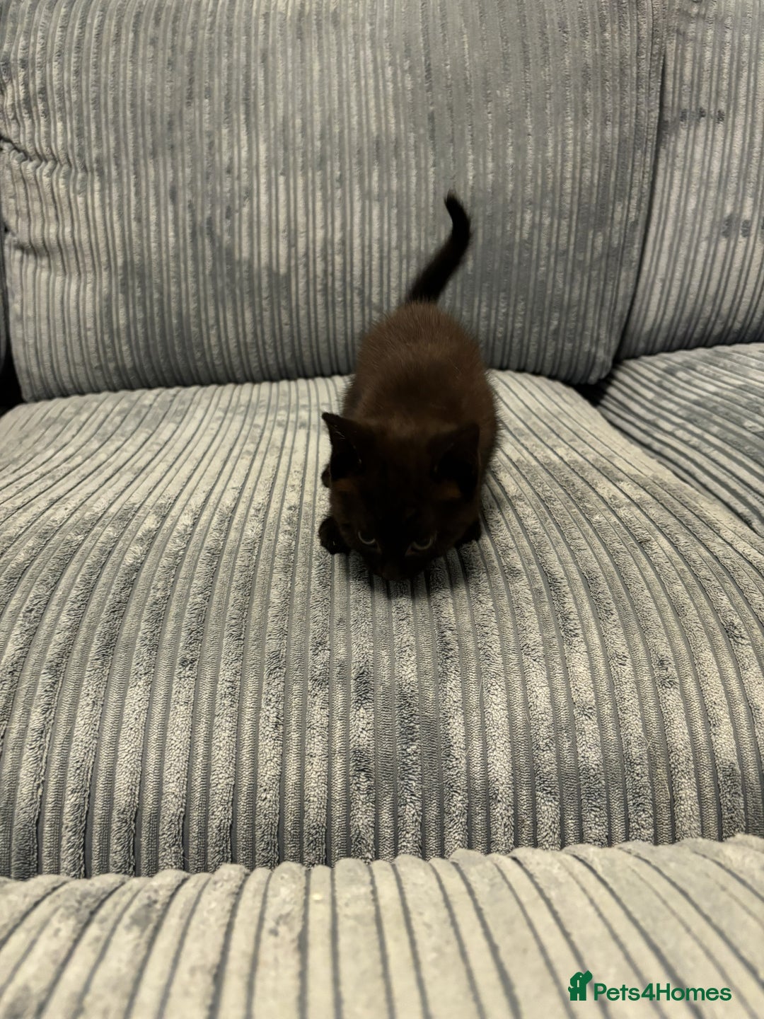 Mixed Breed cats for sale: Adorable Kittens for Sale - Advert 13