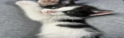 Domestic Shorthair cats for sale: 🐾Fluffy black and white kittens🐾 - Advert 14