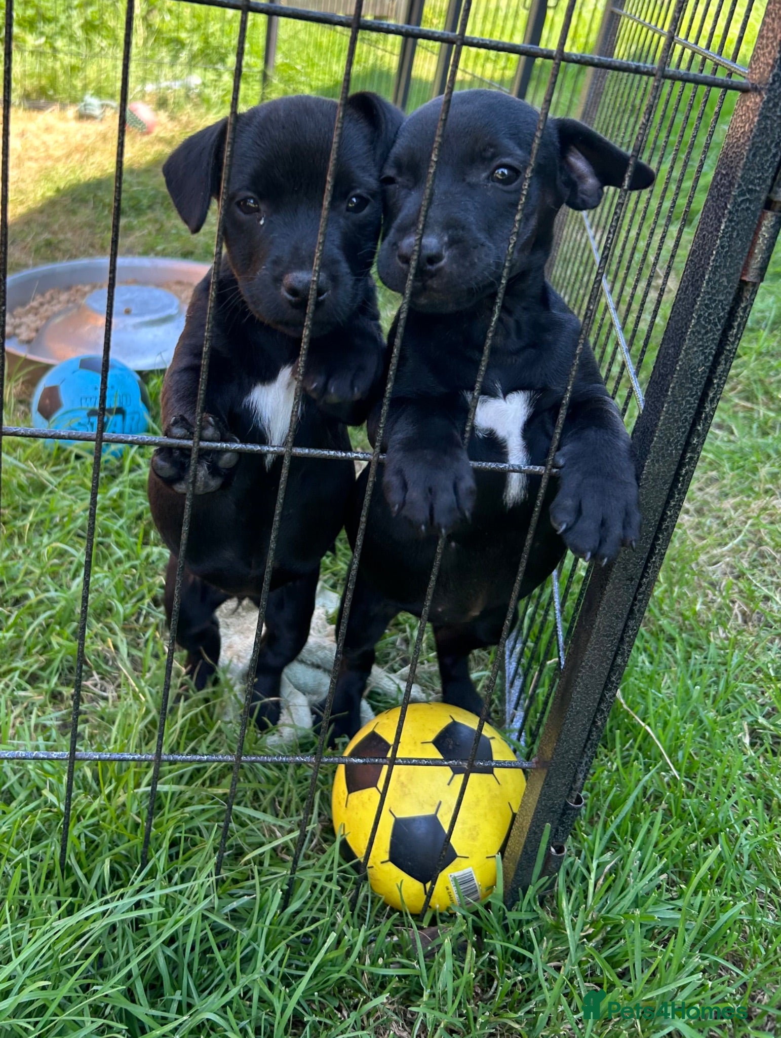 Patterdale Terrier dogs Patterdale Terrier Puppies - Advert 2