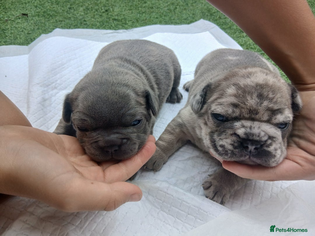 French Bulldog dogs for sale: Stocky frenchys 🏡😍 - Image 7