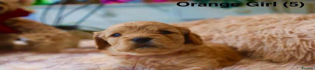 Cavapoochon Puppy 5