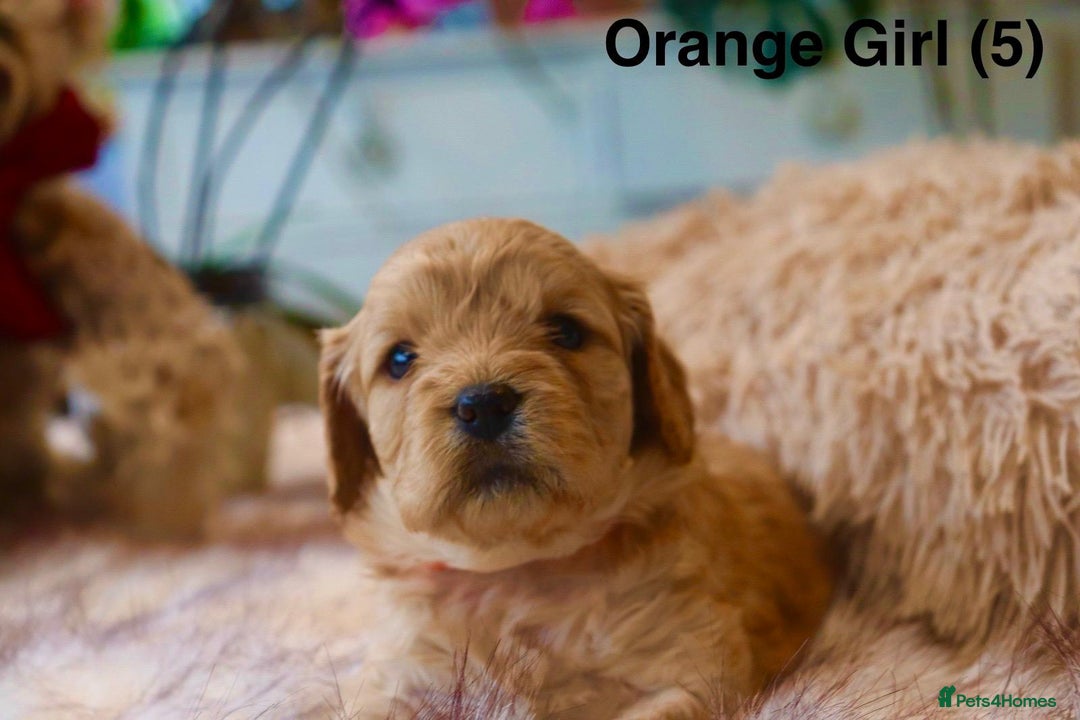 Cavapoochon dogs for sale: Cavapoochon Puppies Looking for Loving Families🐾 - Image 5