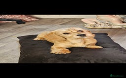 Dachshund dogs for sale: GORGEOUS GREEN EYED MERL GIRL & FAWN WIRE GIRL - Image 3