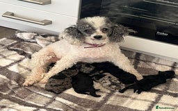 Toy Poodle dogs for sale: merle toy poodle  - Image 6