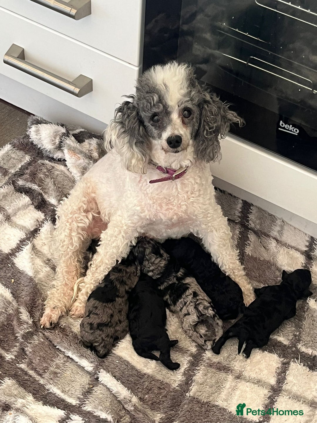 Toy Poodle dogs for sale: merle toy poodle  - Image 6
