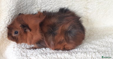 Guinea Pig rodents - Advert 5