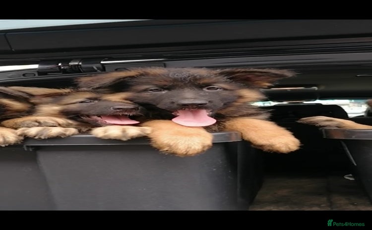 German Shepherd dogs - Advert 9