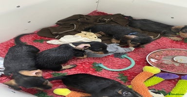 Dachshund dogs - Advert 11