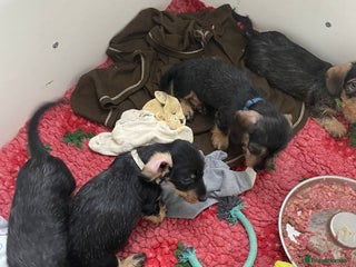 Dachshund dogs - Advert 3