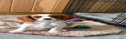 Cavalier King Charles Spaniel dogs for sale: K C Reg Fully Vaccinated  - Advert 4