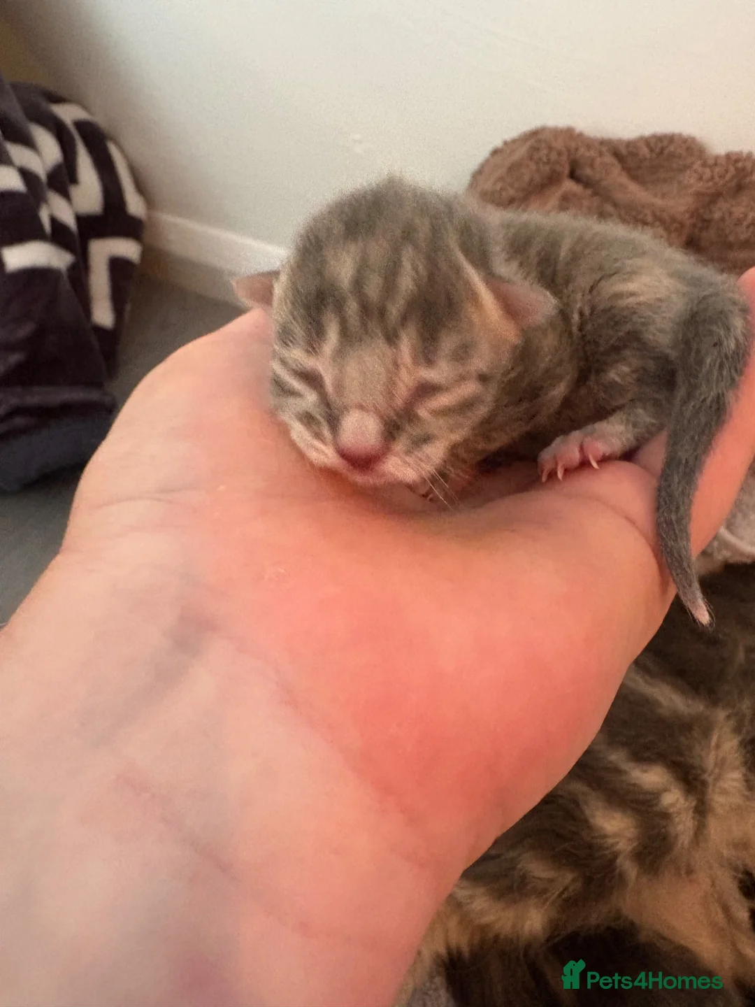 Maine Coon cats for sale: 3/4 Maine coon kittens  in Knaresborough - Advert 2