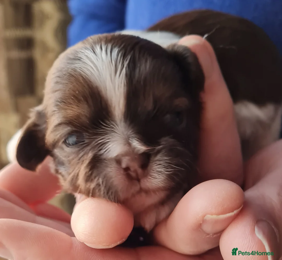 Shih Tzu dogs for sale: Imperial Shih Tzu female, 22 months KC registered. - Advert 30