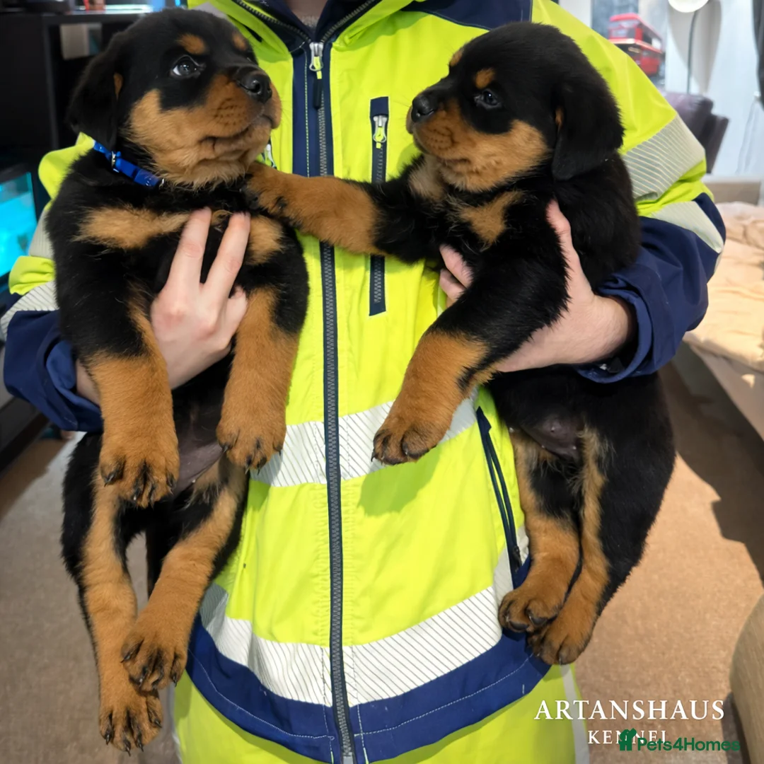 Rottweiler dogs for sale: finall litter 2 Female Rottweiler puppies  - Advert 3