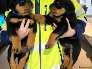 Rottweiler dogs 7 weeks finall litter 2 Female Rottweiler puppies - Advert 3