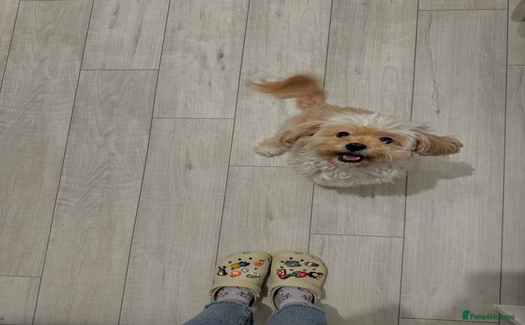 Cavapoo dogs - Advert 3