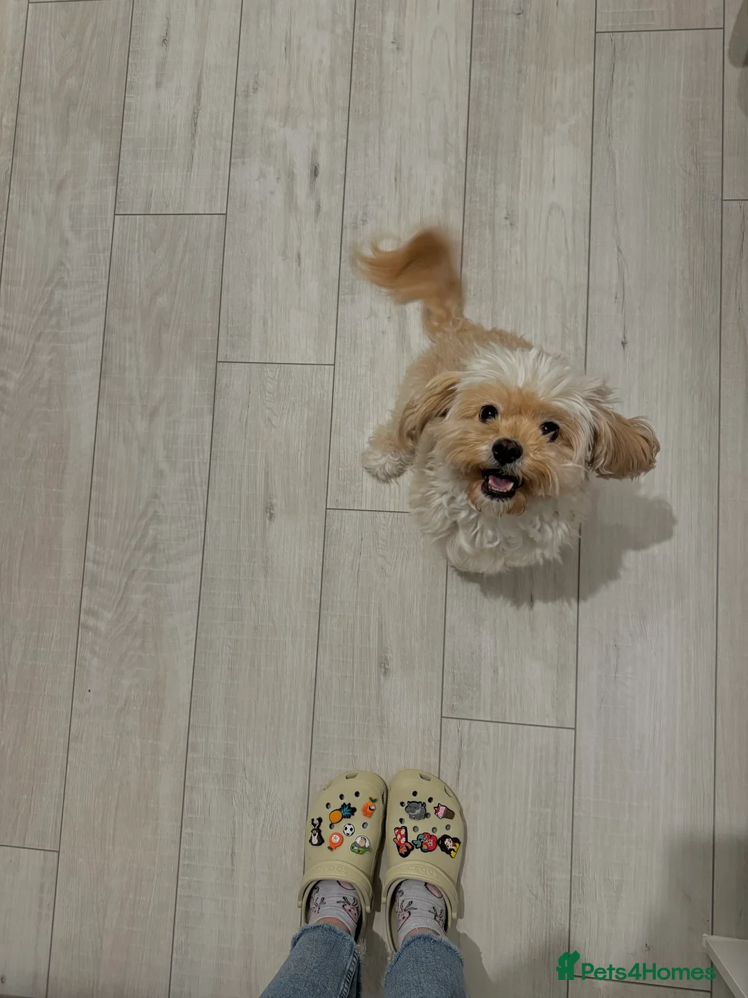 Cavapoo dogs for sale: Rehoming Adorable Cavapoo Girl - Advert 2