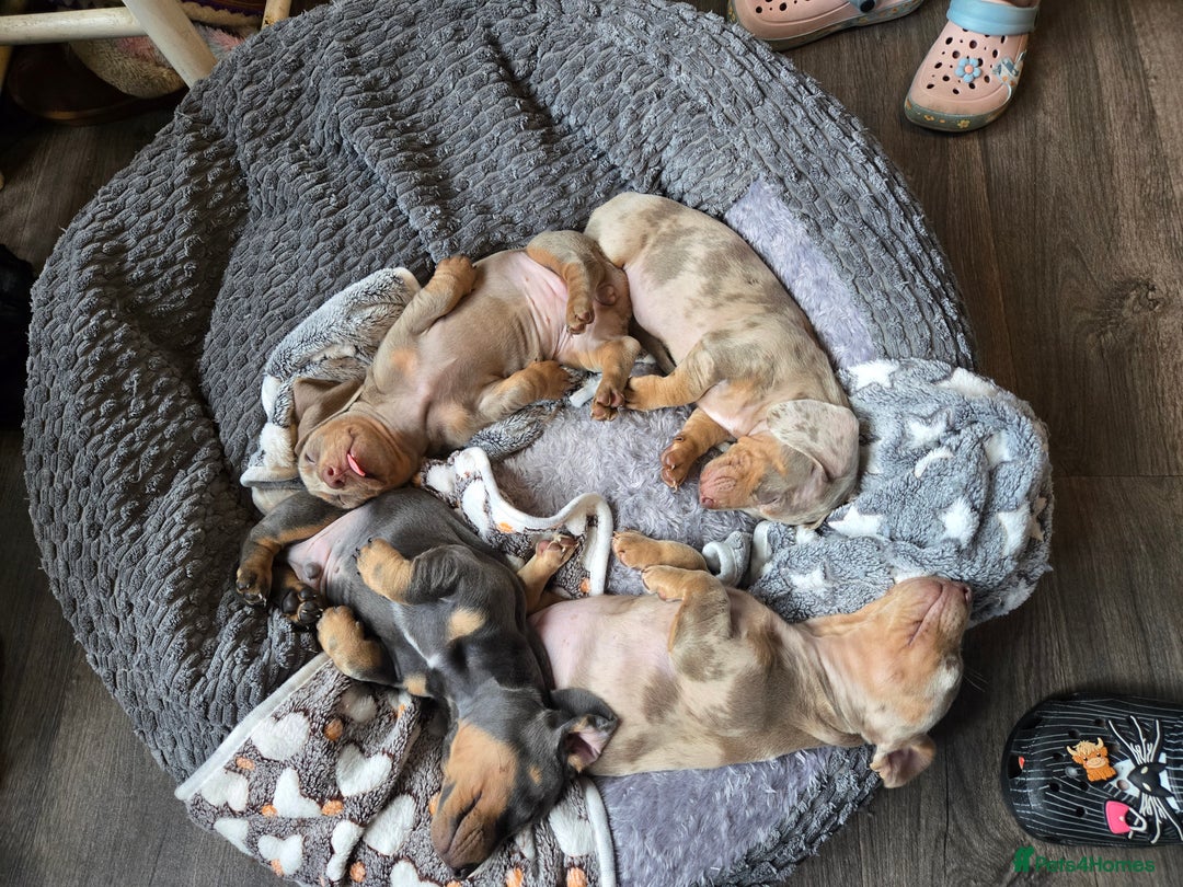 Dachshund dogs for sale: Ready now, last 3 Dachshund Puppies - Image 10