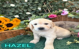 Golden Retriever dogs for sale: Stunning Golden Retriever puppies 🐾 - Image 9
