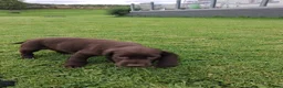 Cocker Spaniel dogs for sale: Working cocker spaniel pups  - Advert 11