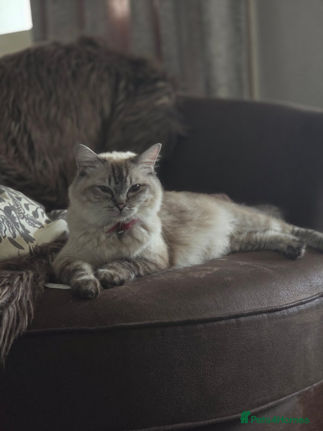 Ragdoll cats for sale: Ragdoll kittens - Advert 1