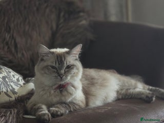 Ragdoll cats Ragdoll kittens - Advert 1