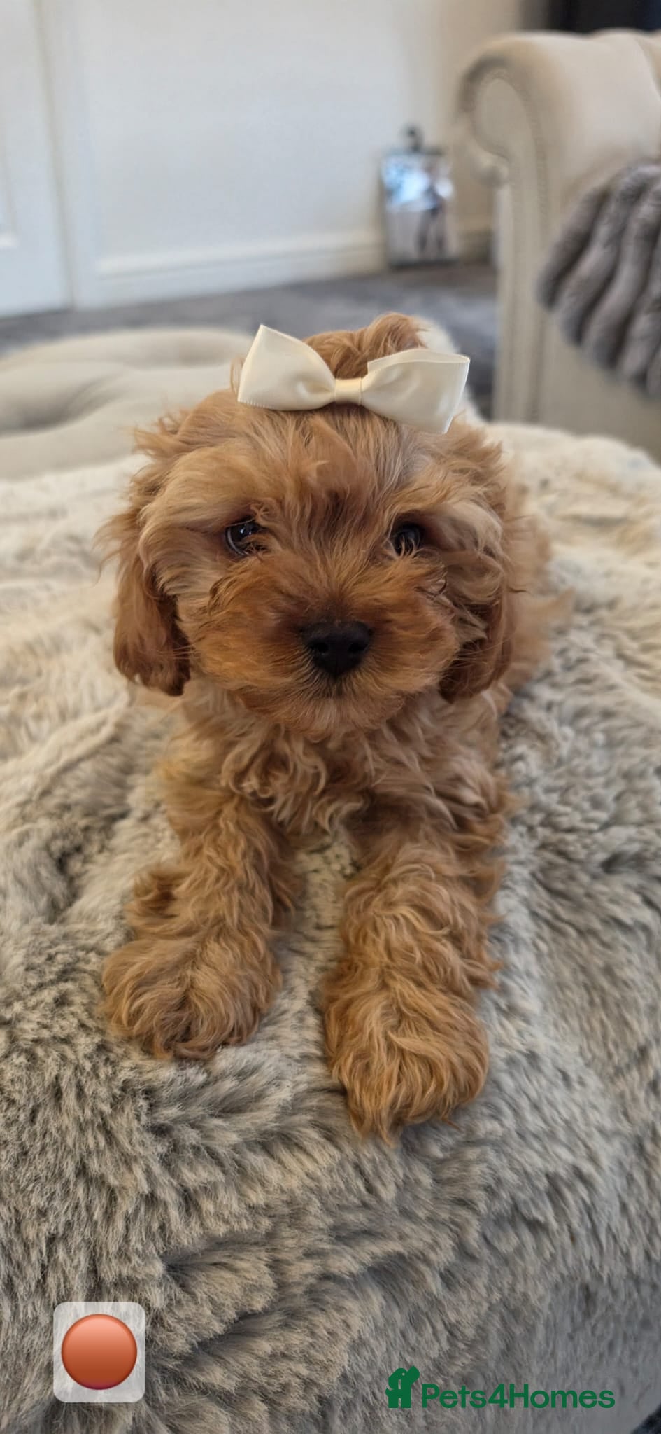 Cavapoo dogs Beautiful red cavapoo babies,ready to leave now - Advert 2