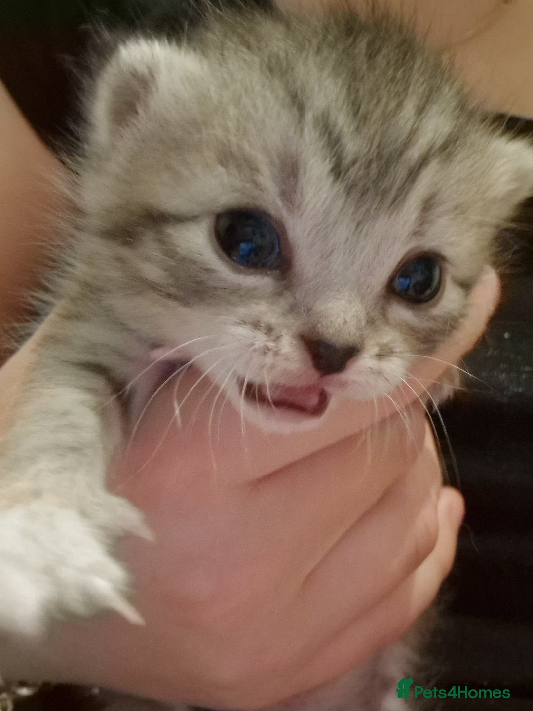Mixed Breed cats for sale: Beautiful Kittens Available ✨️ in ELY - Image 7