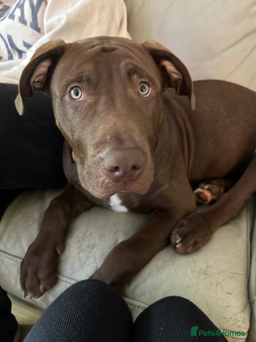 Mixed Breed dogs for sale: 8 month old male staffy x American bulldog  - Advert 3