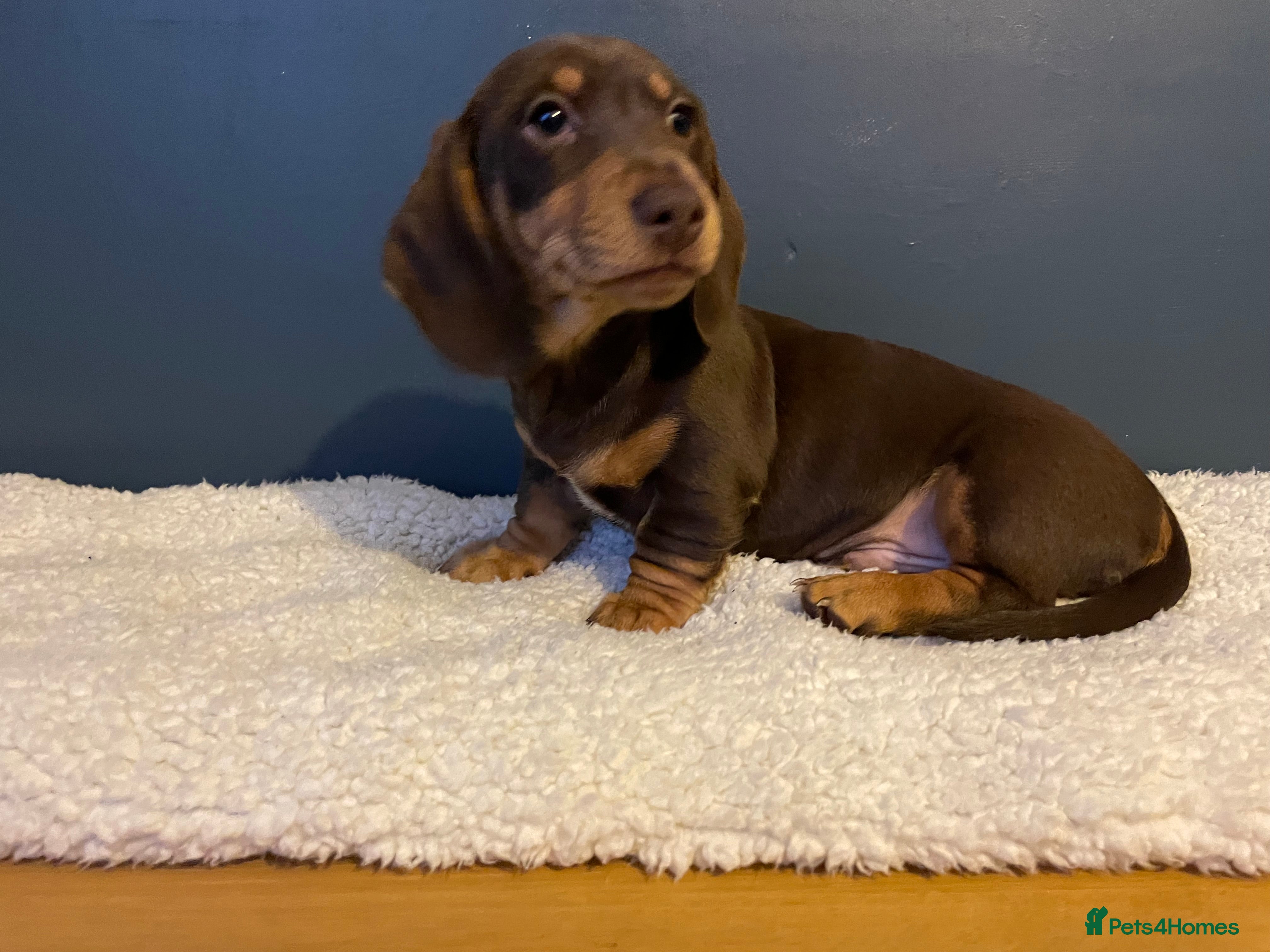 Miniature Dachshund dogs Last Boy available Mini Dachshund Pups - Advert 16