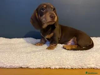 Miniature Dachshund dogs Last Boy available Mini Dachshund Pups - Advert 16
