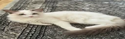 Ragdoll cats for sale: Ragdoll Male Kitten in Stoke-on-Trent - Advert 7