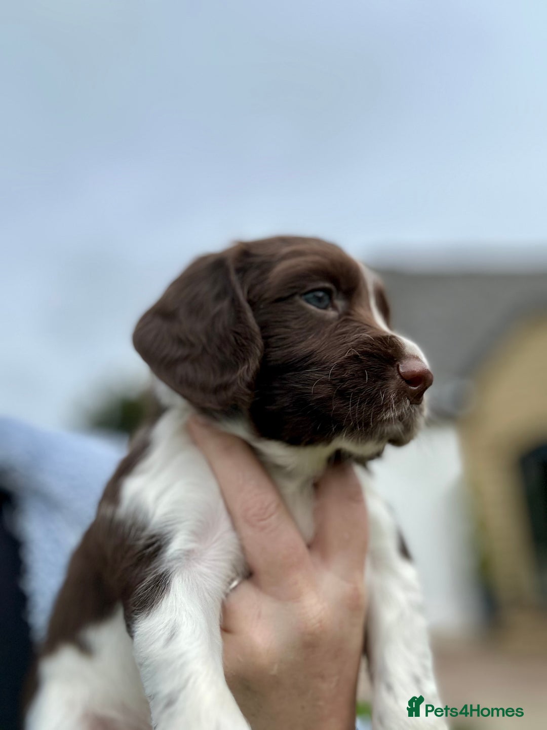 English Springer Spaniel dogs for sale: Springer Spaniels - Image 14