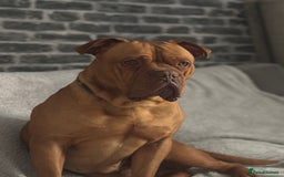 Dogue De Bordeaux dogs for sale: Bruno - Image 2