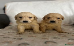 Golden Retriever dogs for sale: Beautiful golden retriever litter 🐶⭐️ - Image 25