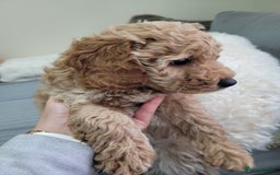 Cockapoo dogs for sale: Sweet boy cockapoo - Advert 1