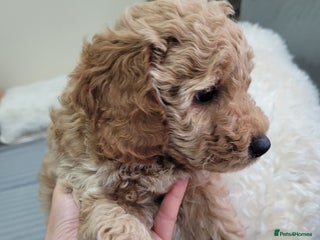 Cockapoo dogs Sweet boy cockapoo - Advert 12