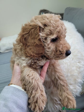 Cockapoo dogs Sweet boy cockapoo - Advert 1