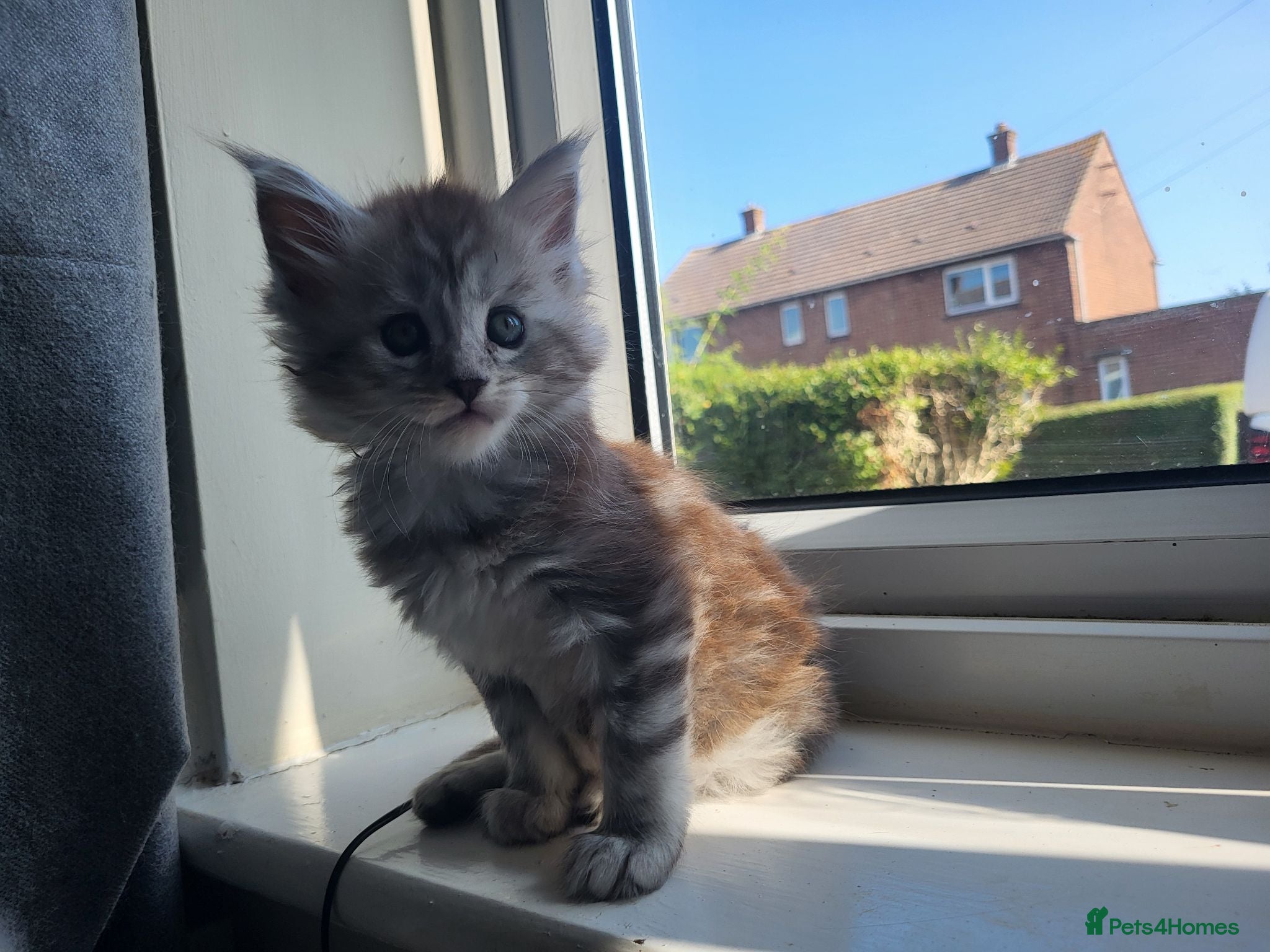 Maine Coon cats 2 MaineCoons LEFT! - Advert 7