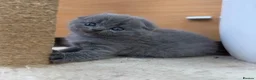 Scottish Fold cats for sale: 😊Tabby Scottish fold  - Advert 29