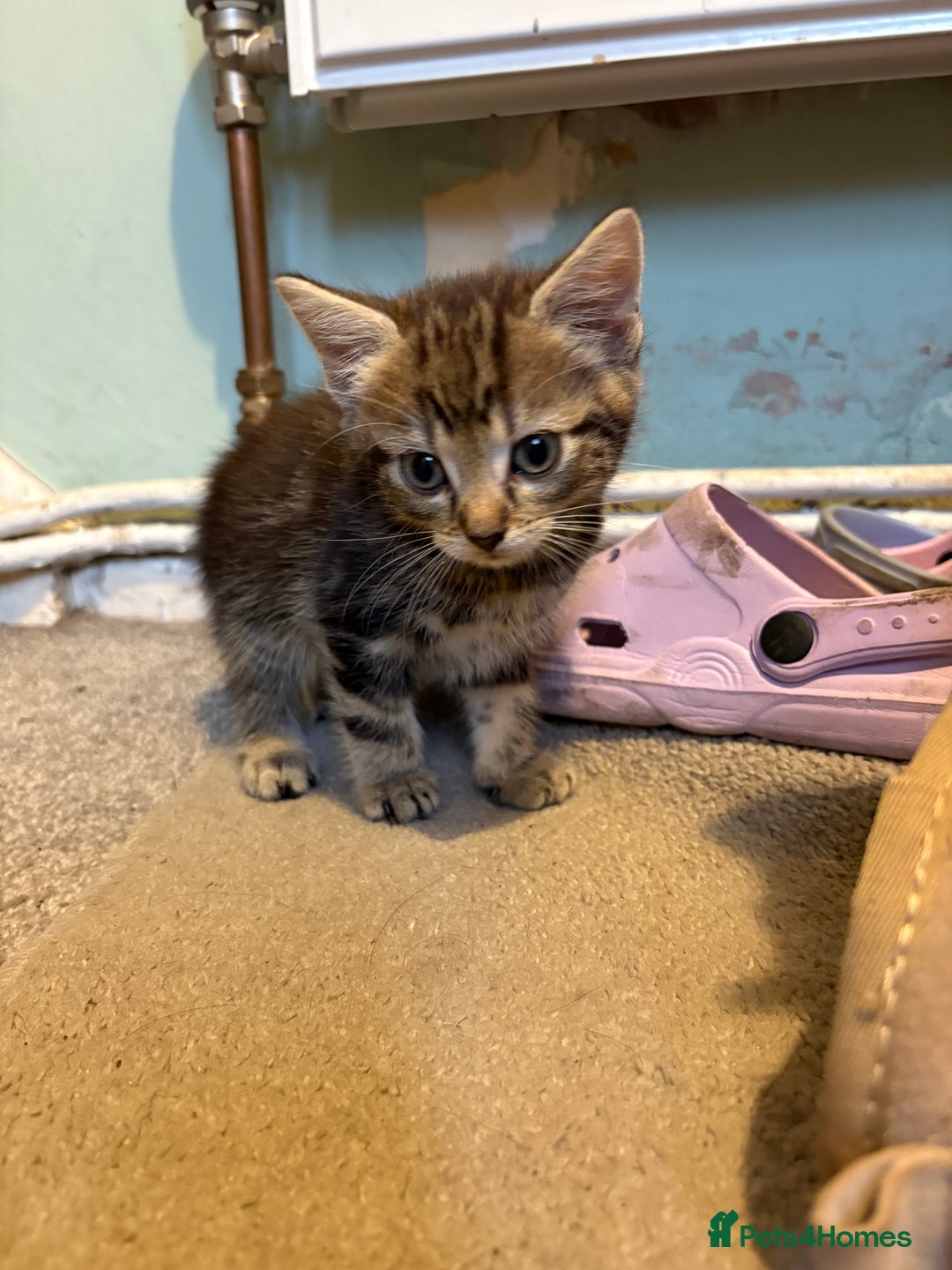 British Shorthair cats for sale: Tabby kittens looking for loving home  - Image 5