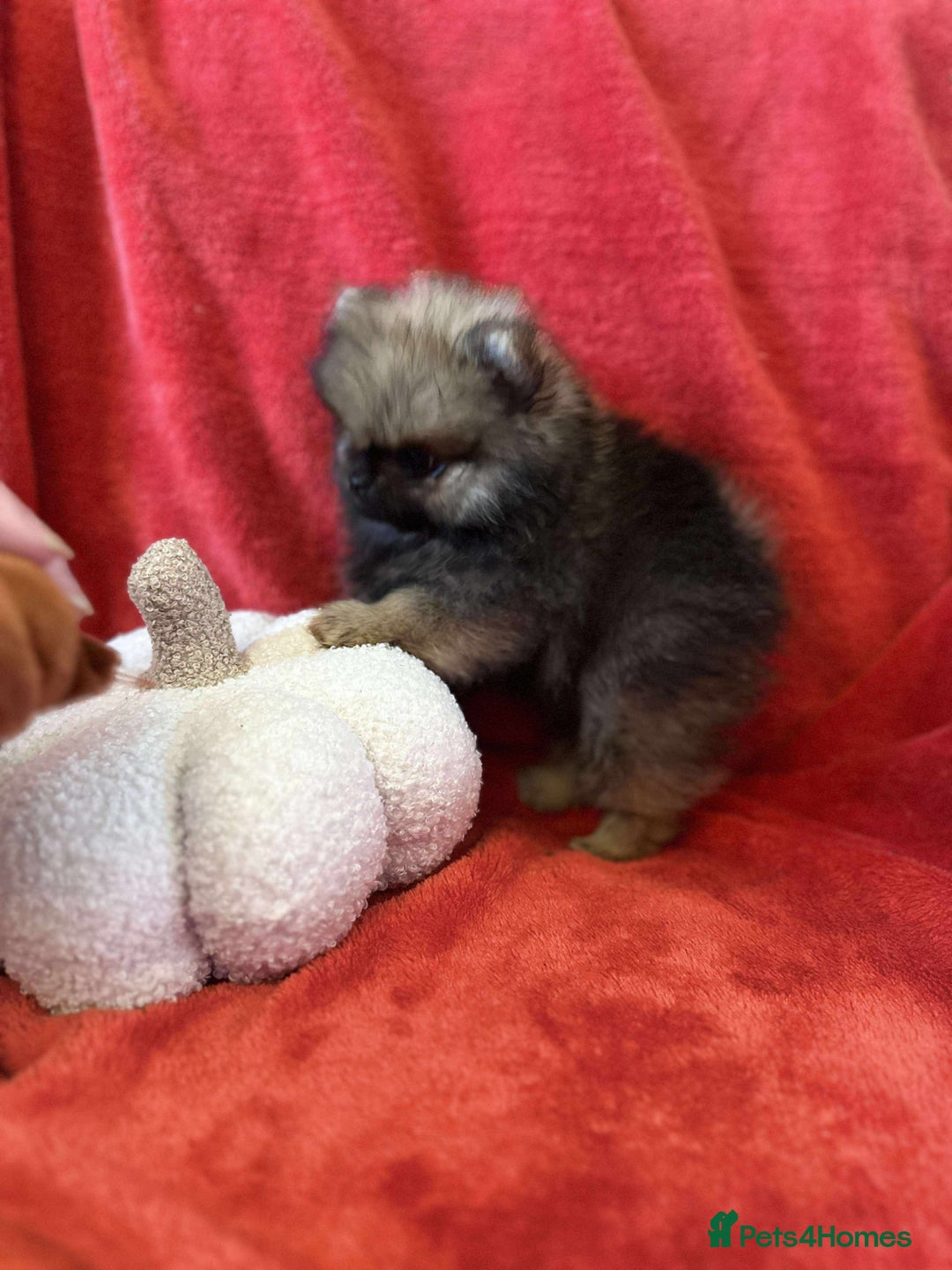 Pomeranian dogs for sale: Stunning KC reg Pomeranians  - Image 26