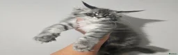 Maine Coon cats for stud: Milo Shaded stud ns11 - Advert 15