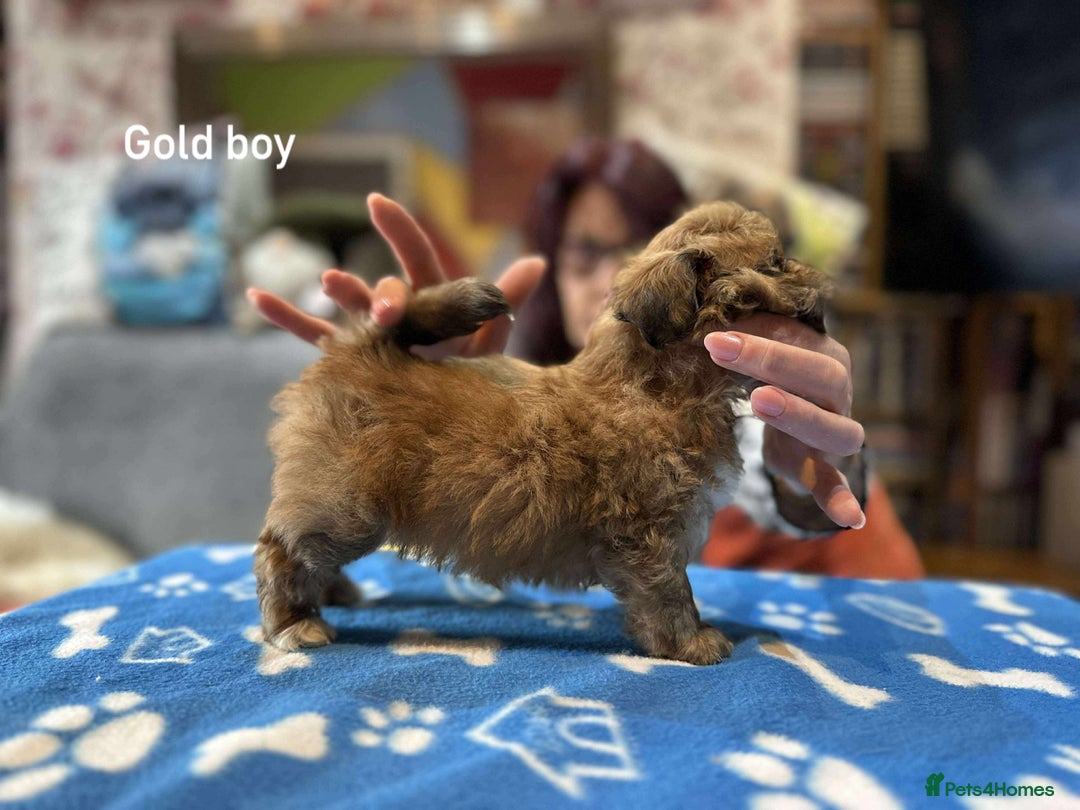 Lhasa Apso dogs for sale: Amazing Lhasa Apso pups - Image 20