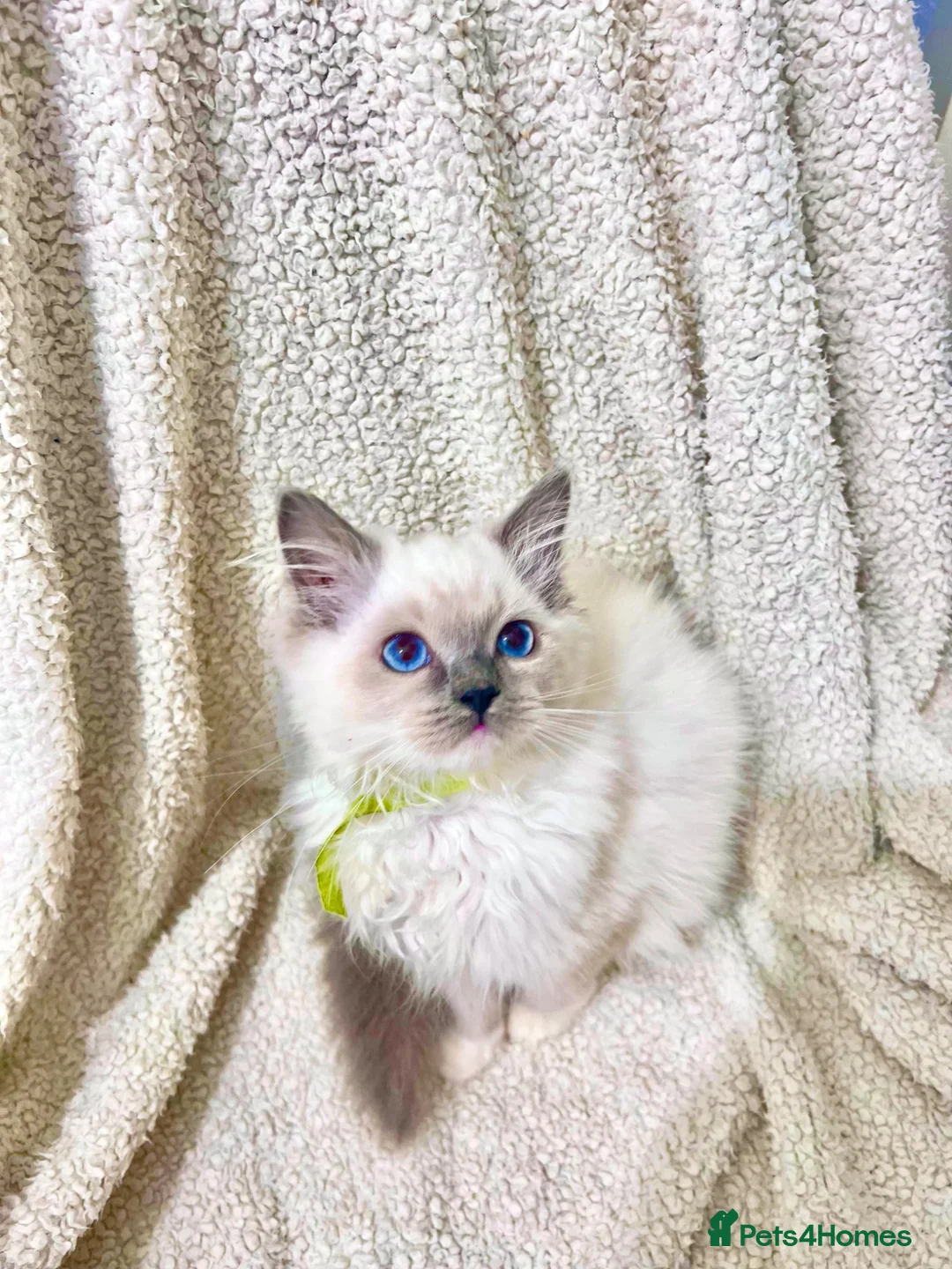 Ragdoll cats for sale: PURE RAGDOLL  - Advert 2