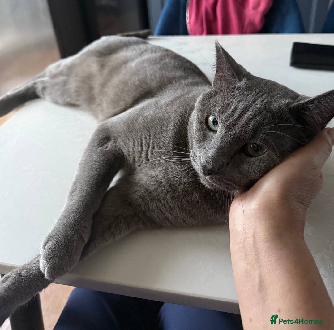 Russian Blue cats for stud: Pure Russian Blue Stud Available for Mating in Chessington - Advert 8
