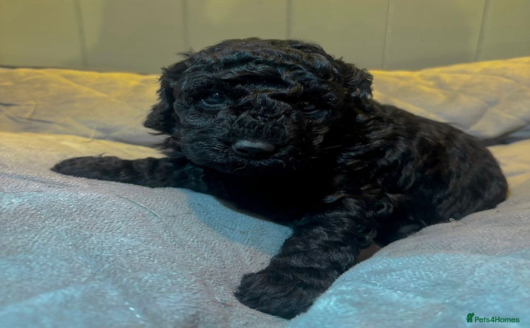 Cockapoo dogs - Advert 1