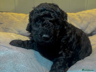 Cockapoo dogs - Advert 6